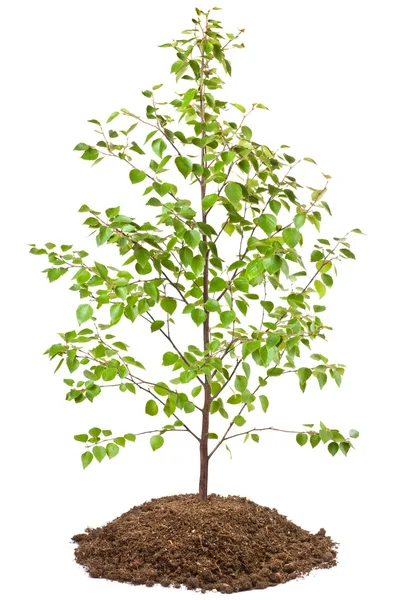 Young birch tree — Stock Photo, Image