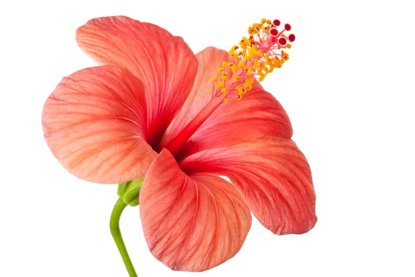 Roze bloem van hibiscus — Stockfoto