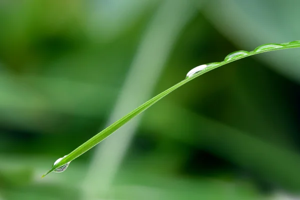 Una gota de rocío en una brizna de hierba —  Fotos de Stock