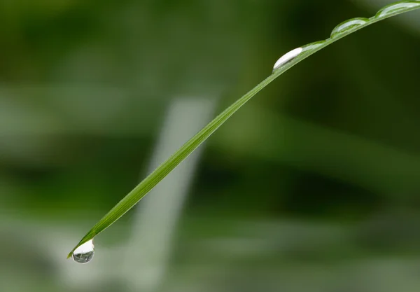 Uma gota de orvalho numa lâmina de relva — Fotografia de Stock