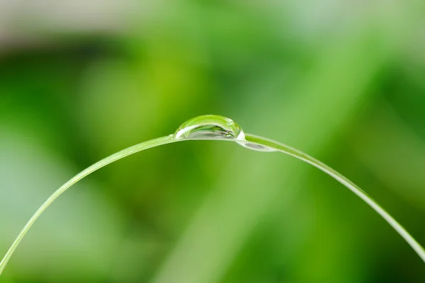 Een daling van de dauw op een sprietje gras — Stockfoto