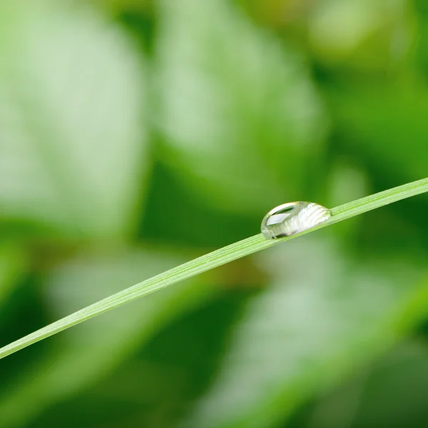 En droppe dagg på ett grässtrå — Stockfoto