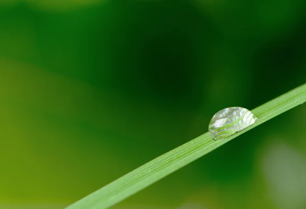 Une goutte de rosée sur un brin d'herbe — Photo