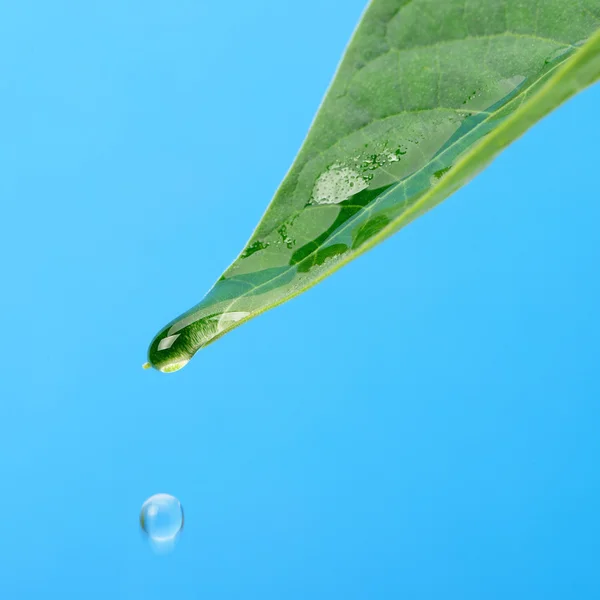 A drop of dew on a leaf — Stock Photo, Image