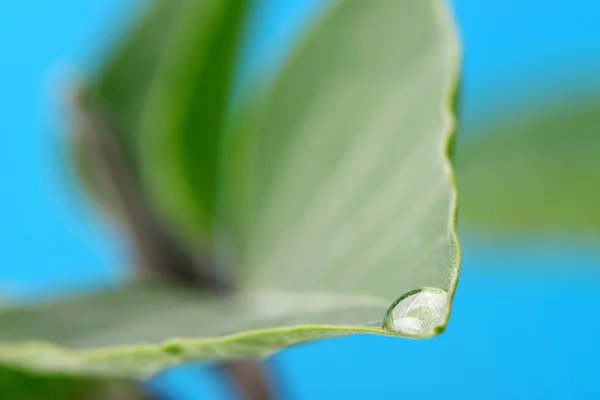 Een daling van de dauw op een blad — Stockfoto