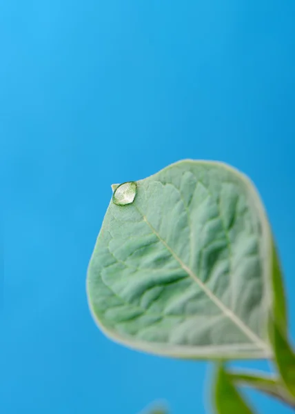 Uma gota de orvalho em uma folha — Fotografia de Stock