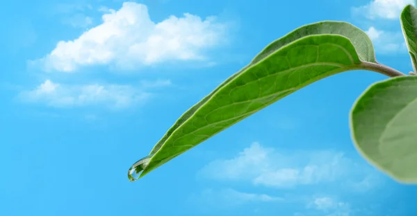 Una gota de rocío en una hoja — Foto de Stock