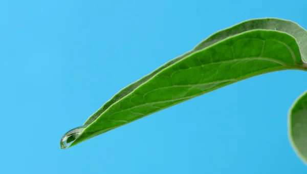 Una gota de rocío en una hoja — Foto de Stock