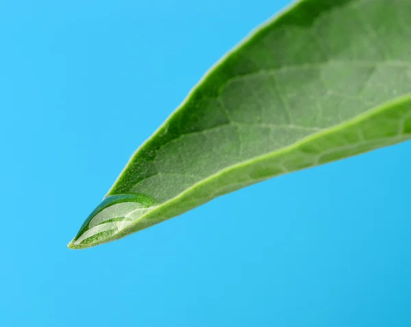 Uma gota de orvalho em uma folha — Fotografia de Stock