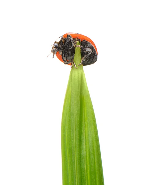 Lieveheersbeestje op een groen grassprietje — Stockfoto