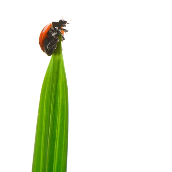 Coccinella su un filo d'erba verde — Foto Stock