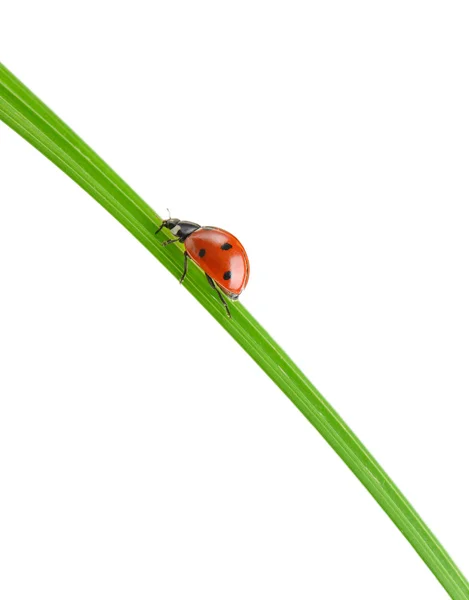 Lieveheersbeestje op een groen grassprietje — Stockfoto