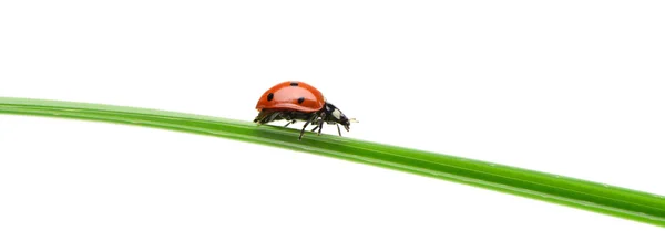 Ladybug on a green blade of grass — Stock Photo, Image