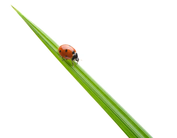 Coccinelle sur un brin d'herbe verte — Photo