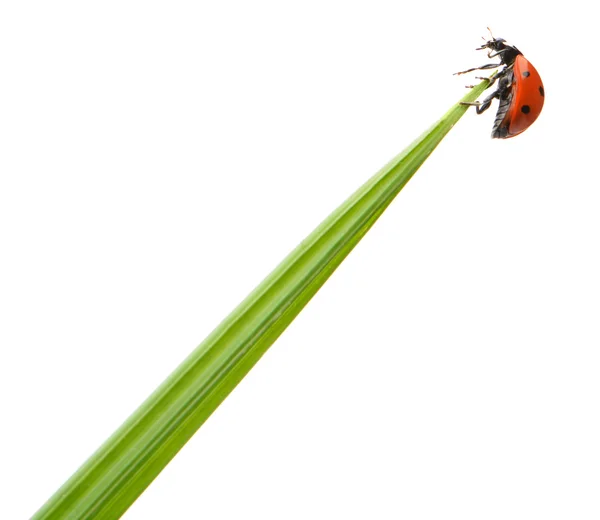 Ladybug on a green blade of grass — Stock Photo, Image