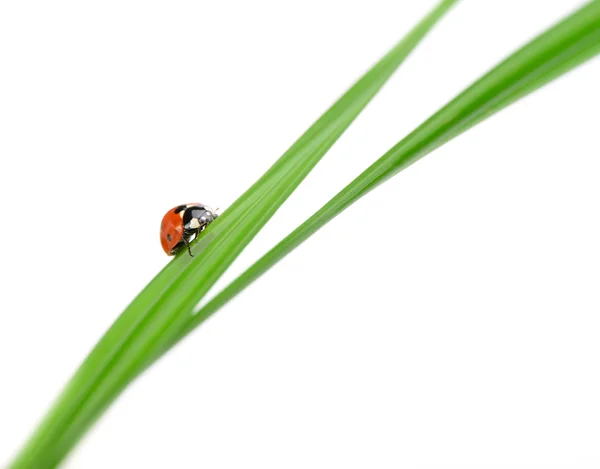 Coccinelle sur un brin d'herbe verte — Photo