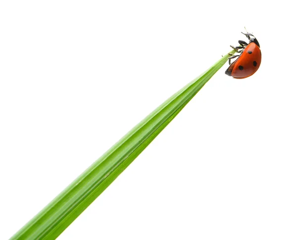 Lieveheersbeestje op een groen grassprietje — Stockfoto