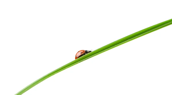 草叶上的瓢虫 — 图库照片