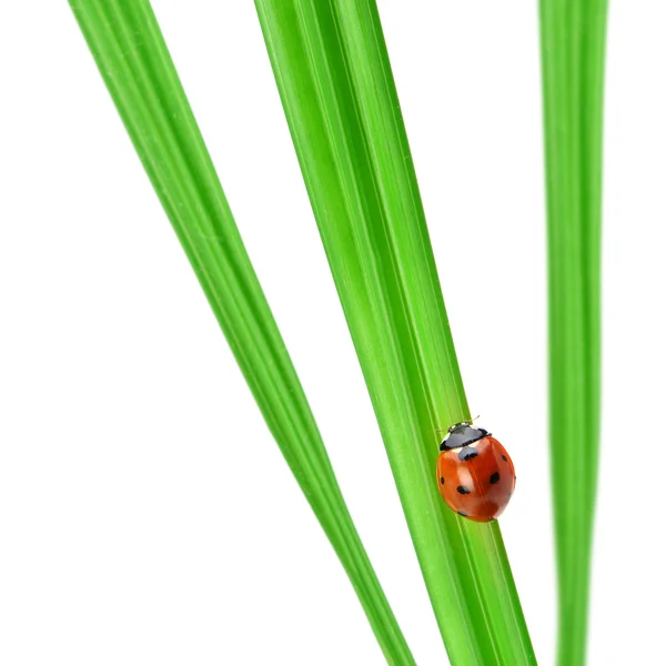 Biedronka na zielonym źdźble trawy — Zdjęcie stockowe
