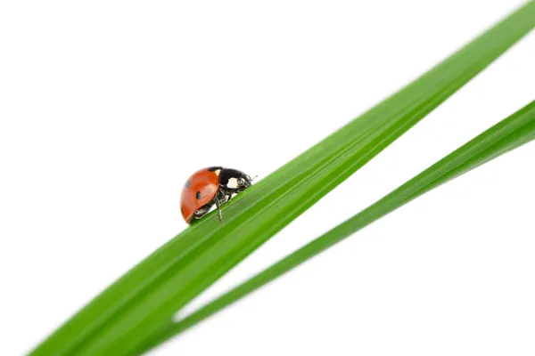 Joaninha em uma lâmina verde de grama — Fotografia de Stock