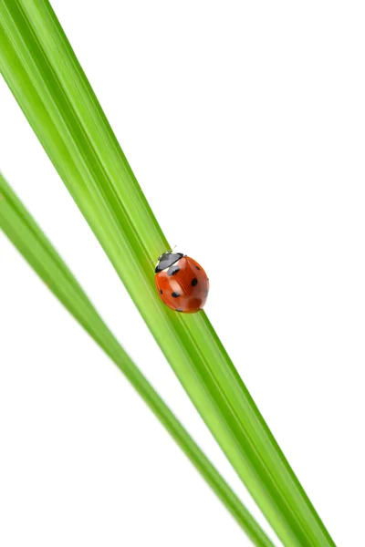 Coccinelle sur un brin d'herbe verte — Photo