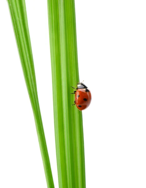 Joaninha em uma lâmina verde de grama — Fotografia de Stock