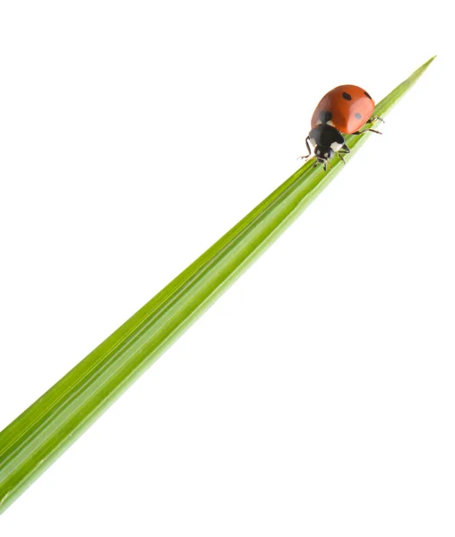 Ladybug on a green blade of grass — Stock Photo, Image