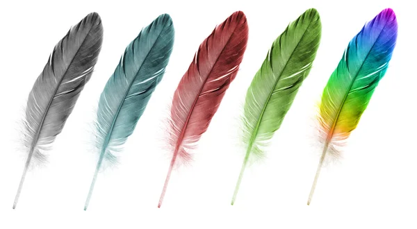 Feather pen set of abstract color — Stock Photo, Image