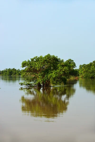 Fiume tropicale — Foto Stock