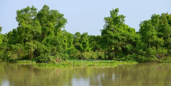 Fiume tropicale — Foto Stock