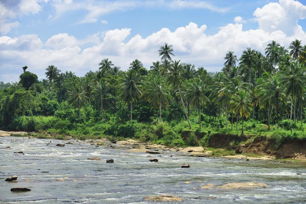 Тропические реки — стоковое фото