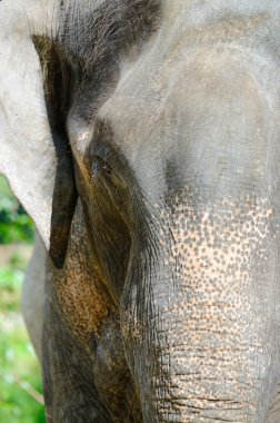 fil fotoğraf portre