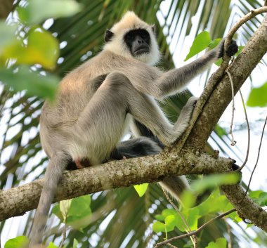 maymunların yaşam doğa