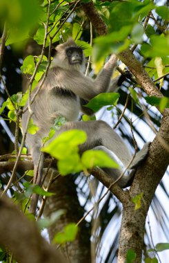 maymunların yaşam doğa