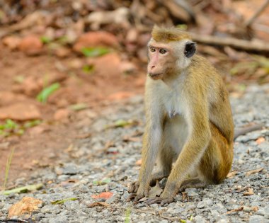 maymunların yaşam doğa