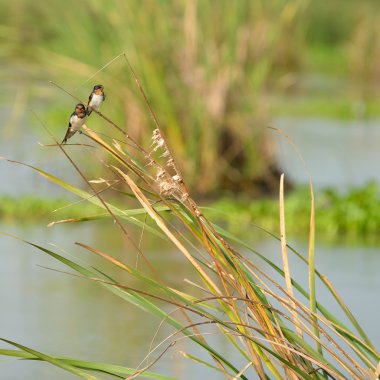 tropik kuş balıkçıl