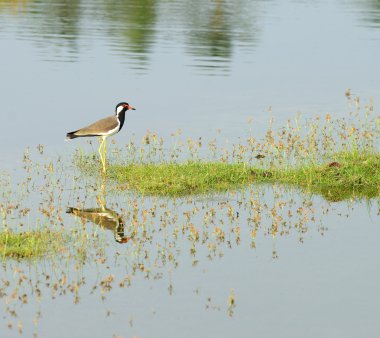 tropik kuş kız kuşu