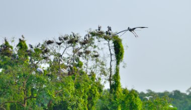 tropik kuş balıkçıl