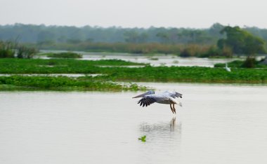 sinek pelican Başlat