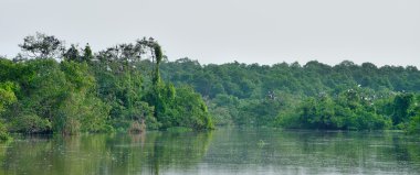 daha fazla tropik kuşu