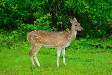 Vahşi doğada geyik