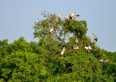 tropik kuş balıkçıl