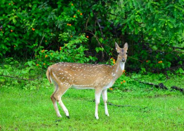 Vahşi doğada geyik