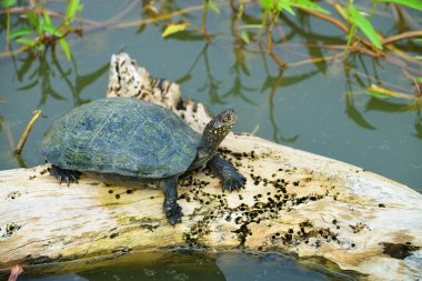 Göldeki kaplumbağa.