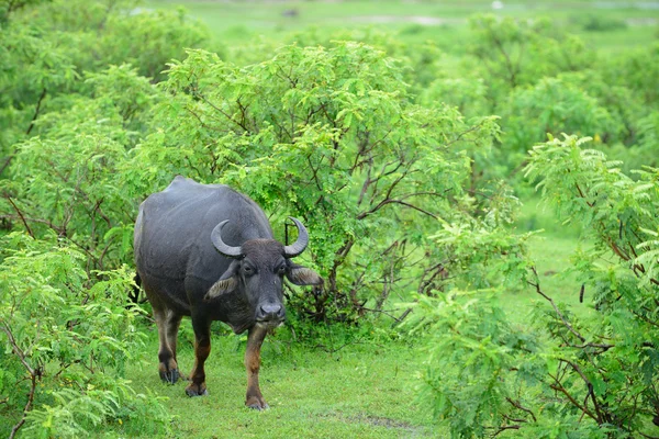 Búfalo salvaje —  Fotos de Stock