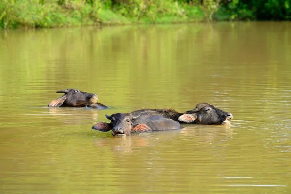 Toros salvajes en el lago  . —  Fotos de Stock