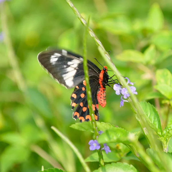 Pachliopta hector papillon — Photo