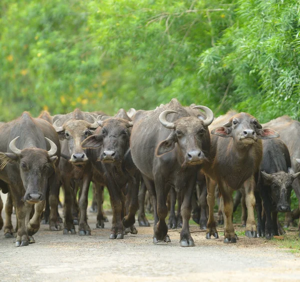 Herd of bulls — Stock Photo, Image