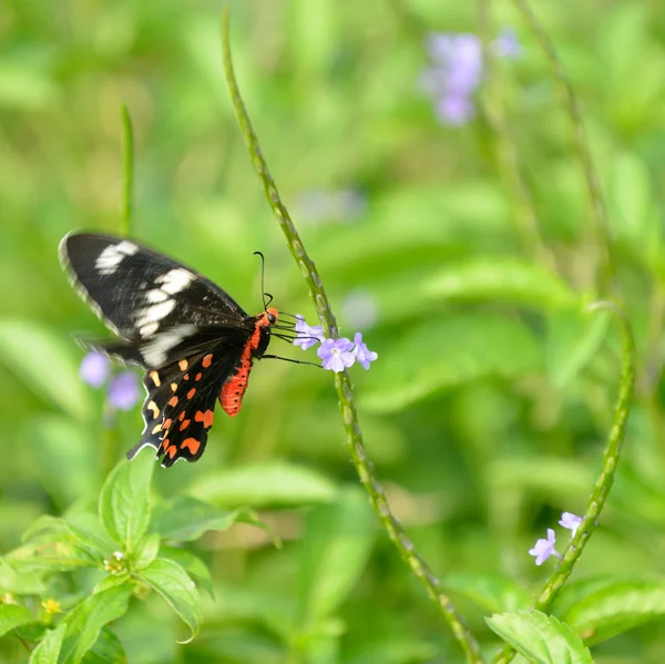 Dickkopfschmetterling — Stockfoto