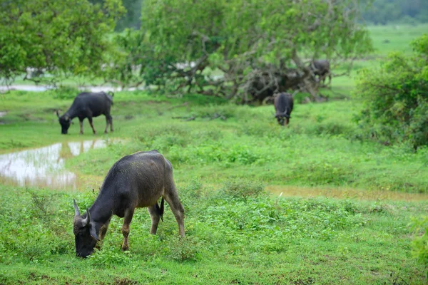 Búfalo salvaje — Foto de Stock